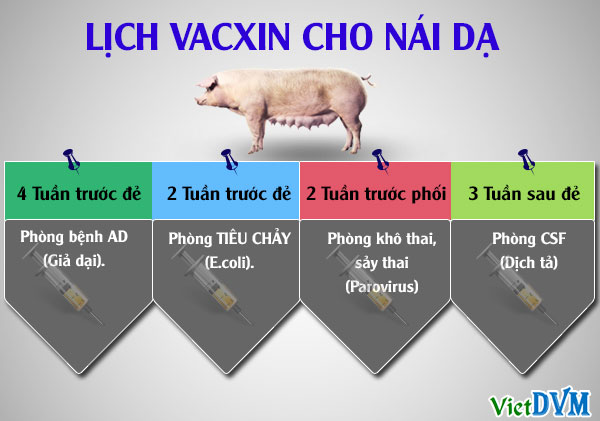 kỹ thuật nuôi heo nái