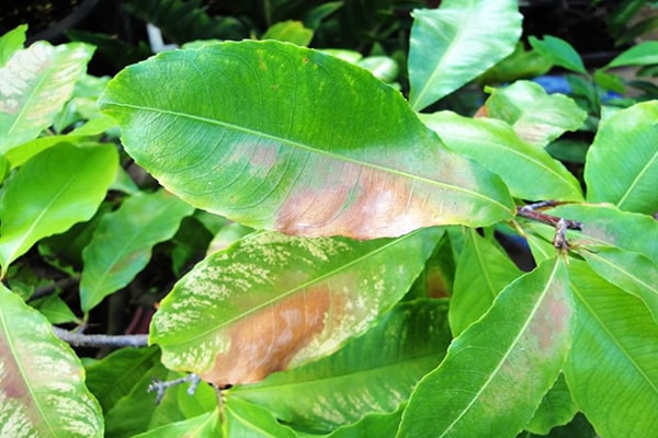 Bắt mạch mai bị vàng lá - Nguyên nhân và cách khắc phục