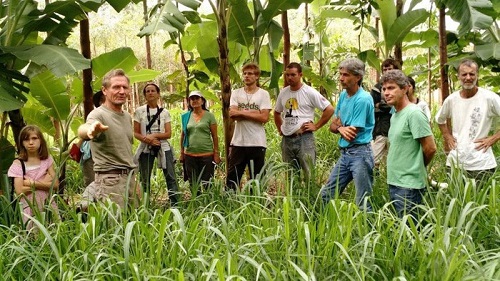 Mô hình vườn rừng của Ernst 