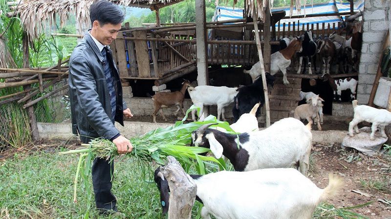 Cho dê ăn, uống nước đầy đủ