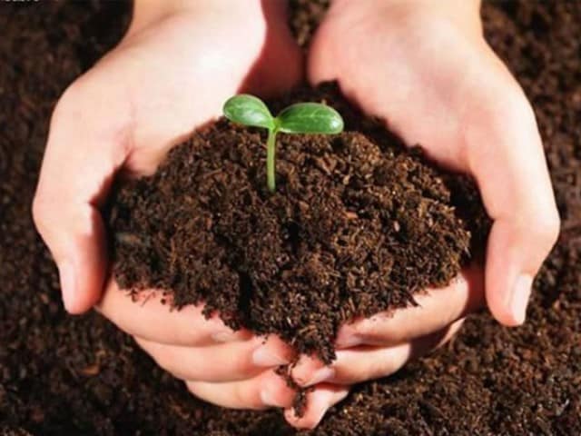 Phân hữu cơ rất phổ biến hiện nay