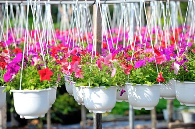 Top 5 loại phân bón cây cảnh tốt nhất bạn nên tìm mua