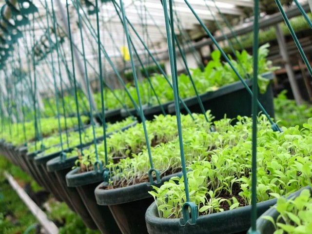 Phân bón Nano là gì? Tác dụng trong nông nghiệp ra sao?