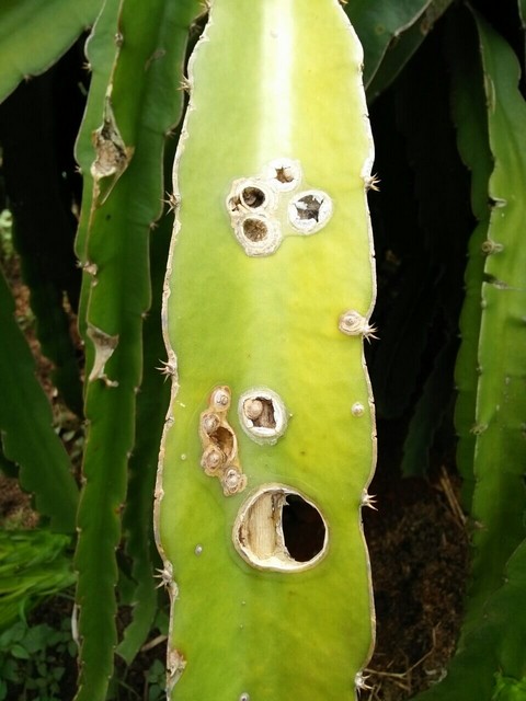 Phân bón nano dạng bón lá có thể chữa các bệnh do nấm và vi khuẩn