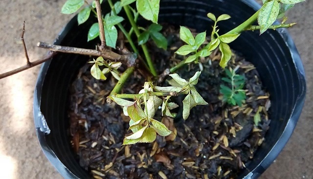 Nếu phun nồng độ cao dẫn đến cây bị cháy lá