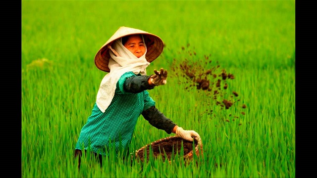 Phân bón đóng một vai trò cực kỳ quan trọng, không thể thiếu trong trồng trọt