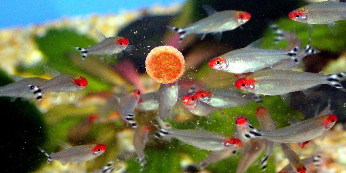 Biết các loại thức ăn cho cá này thì không lo cá lớn chậm nữa