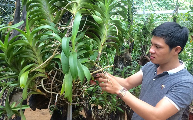 Kỹ thuật trồng phong lan trong chậu cho hoa to, đẹp bốn mùa