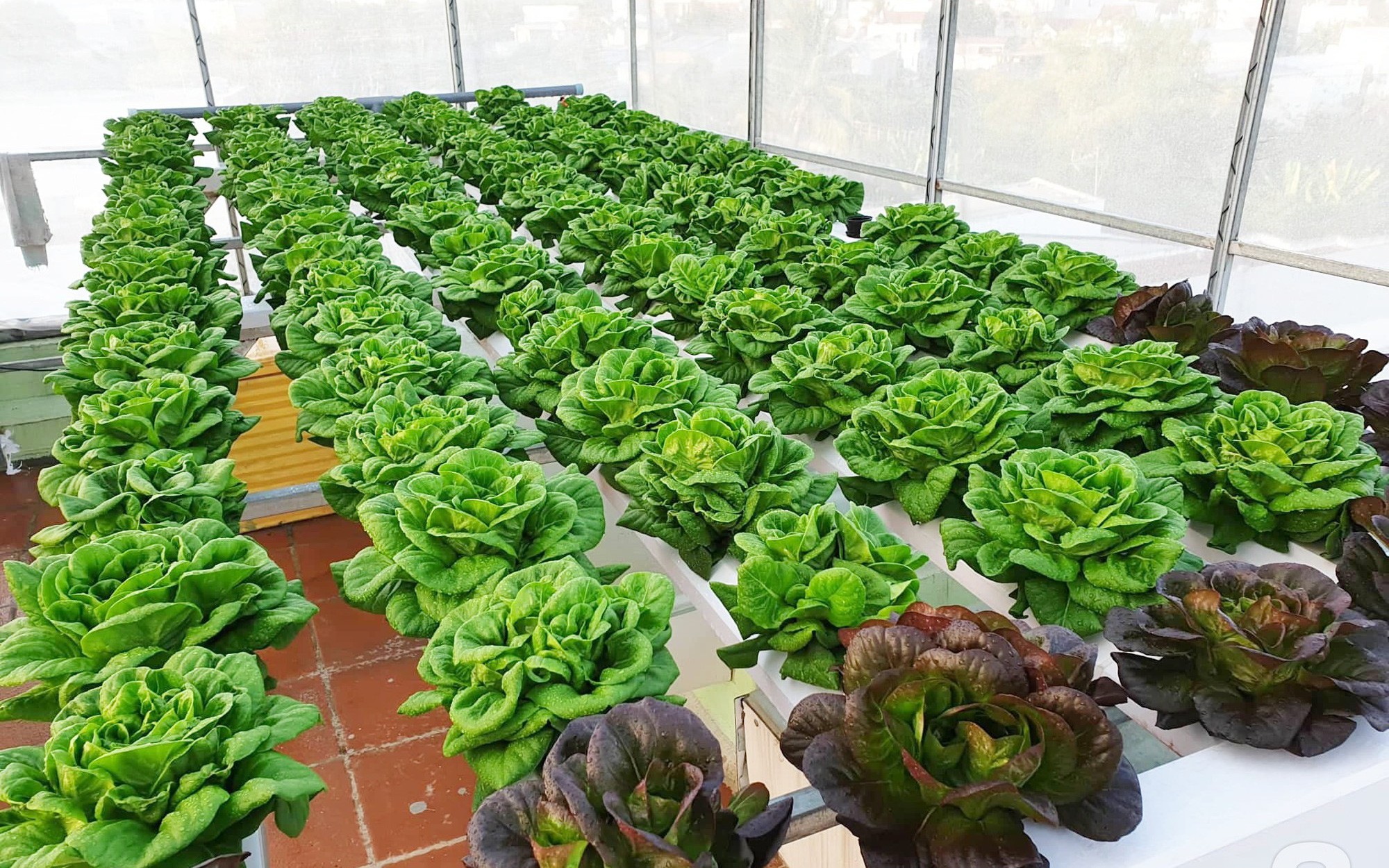 Mô hình trồng rau sạch an toàn số 1