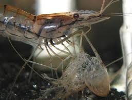 kích thích tôm lột xác