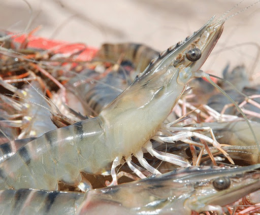 kích thích tôm lột xác