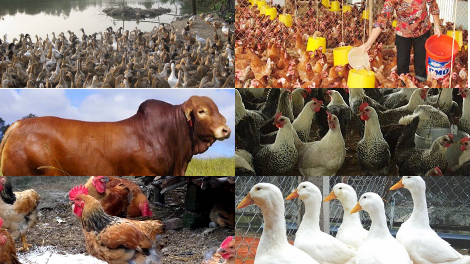 Làm giàu ở nông thôn bằng cách chăn nuôi vật nuôi mới