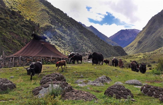 nuôi bò yak như thế nào