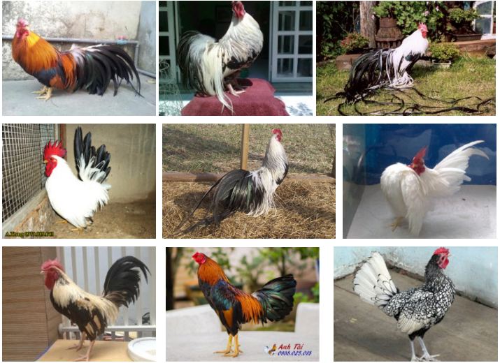 Nuôi gà thả vườn