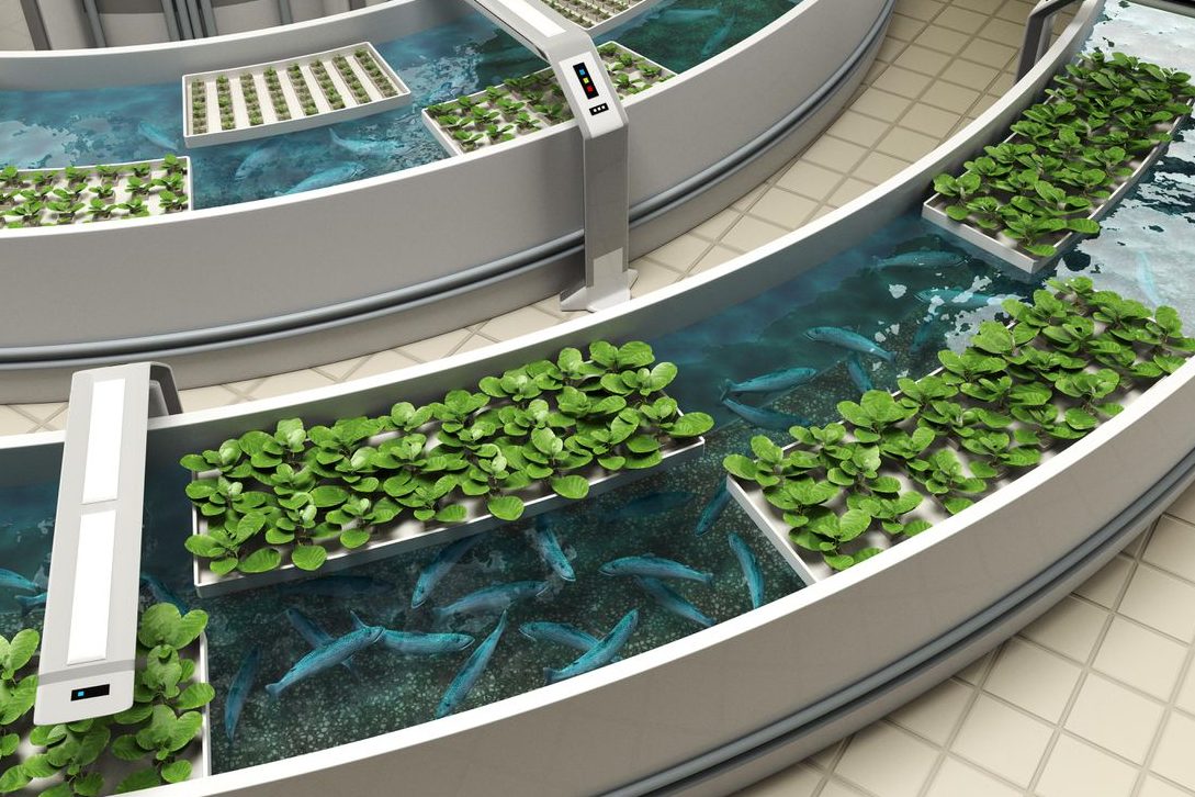 Hệ thống Aquaponics