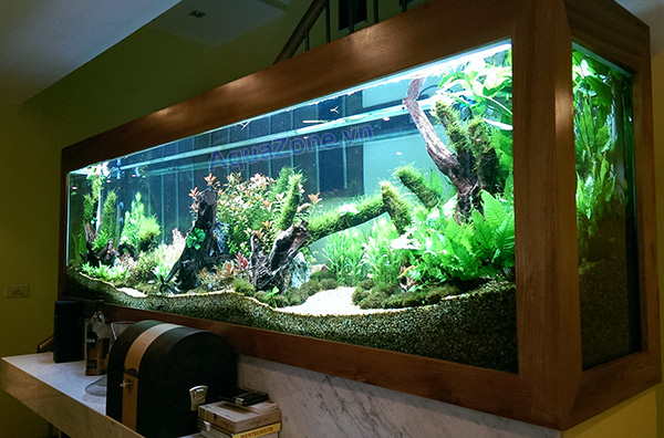 Kỹ thuật nuôi cá cảnh