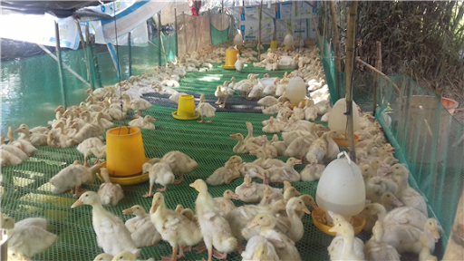Chuồng trại nuôi vịt siêu nạc