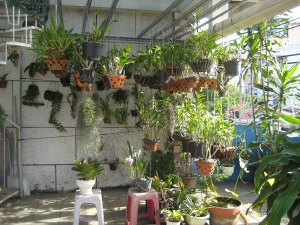 Ánh sáng rất quan trọng trong việc chăm sóc lan