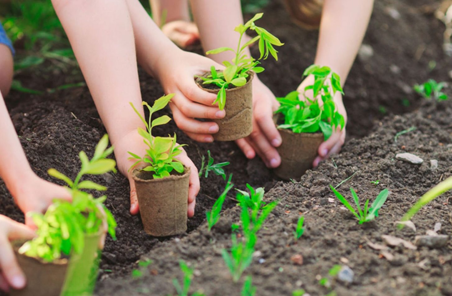 Áp dụng cách trộn đất trồng rau trong trồng trọt