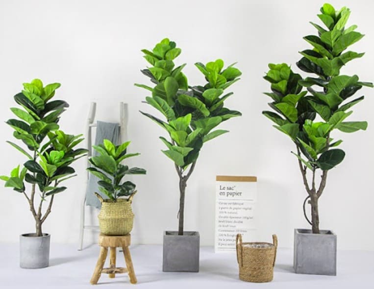 CCây cảnh trồng trong nhà