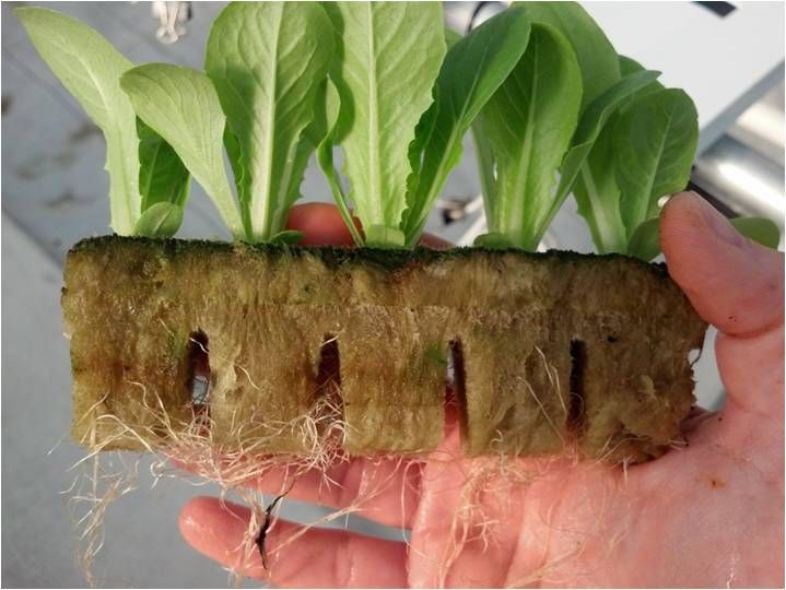 Giá thể thủy canh và Aquaponic