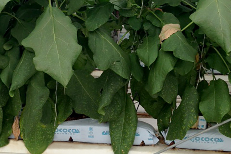 Giá thể xơ dừa ép thẻ Grow bag trồng Cà tím