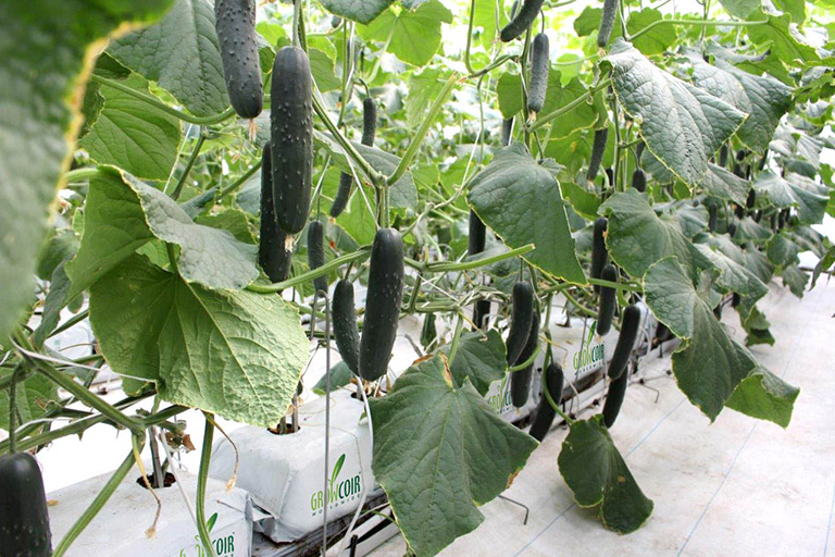 Giá thể xơ dừa ép thẻ Grow bag trồng Dưa leo, dưa chuột