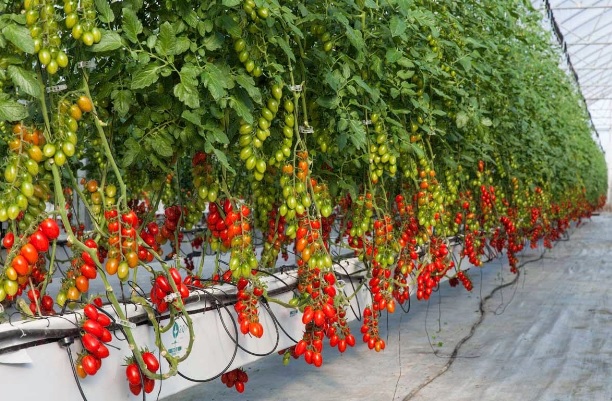 Giá thể xơ dừa ép thẻ Grow bag trồng cà chua