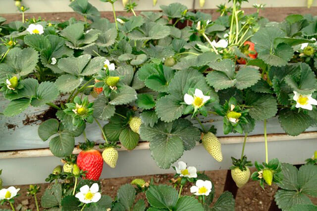 Giá thể xơ dừa ép thẻ Grow bag trồng dâu tây