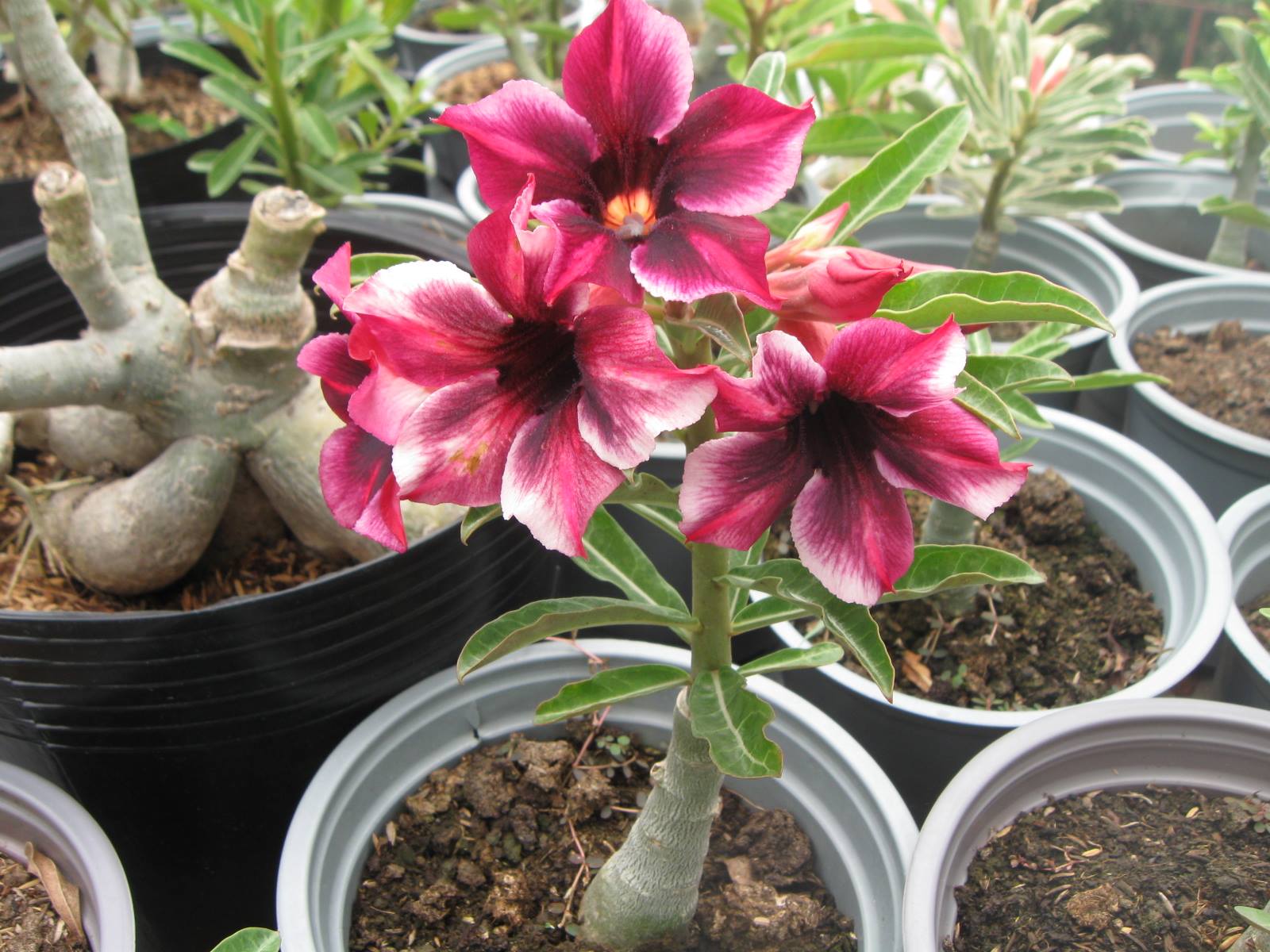 Cách làm cây sứ ra hoa