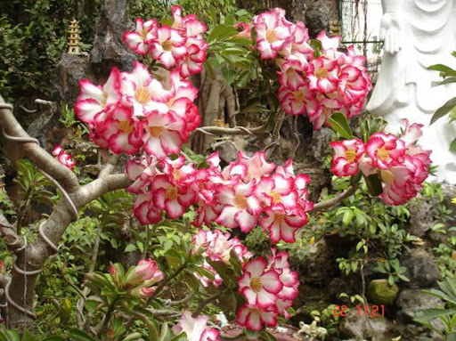 Cách làm cây sứ ra hoa