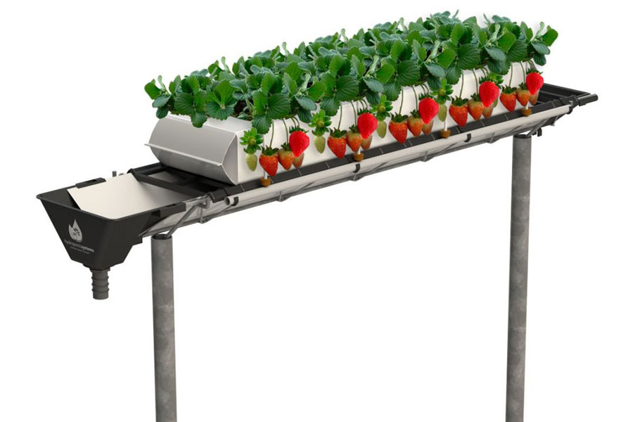 Hệ thống thủy canh tốt nhất cho dâu tây