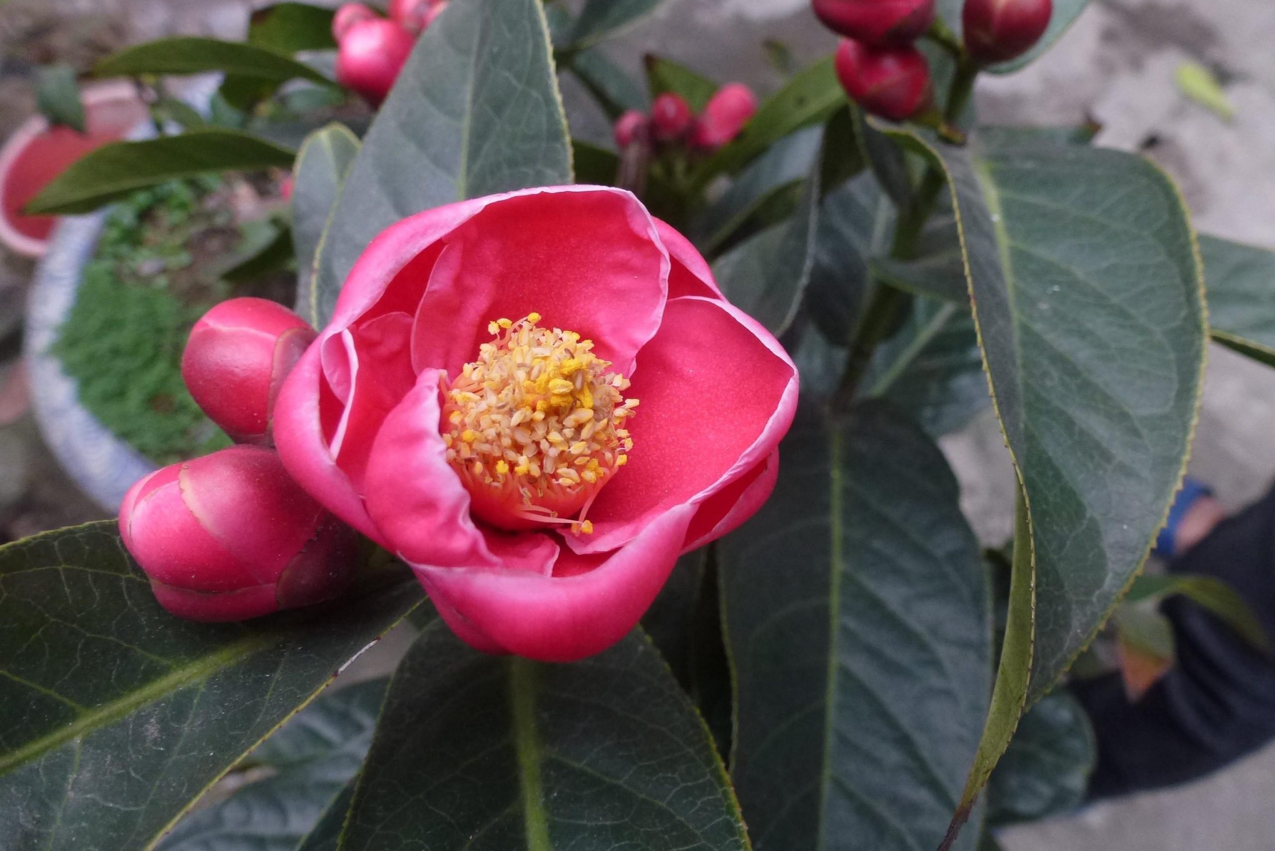 Hoa hải đường – Sứ giả màu đỏ