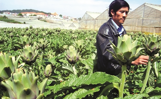 Khai tác mỏ dược liệu việt