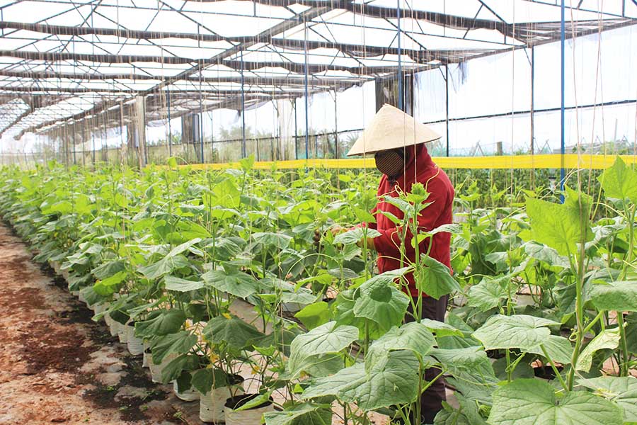 Khởi nghiệp từ nông nghiệp