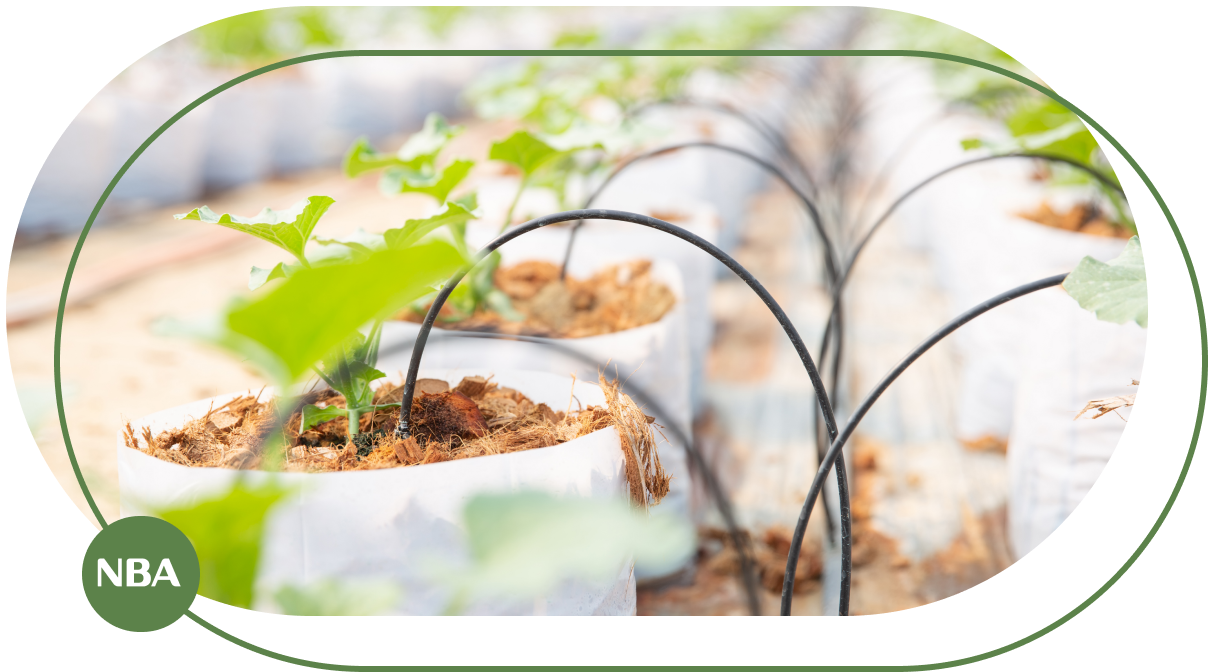 Ky thuat tuoi cay trong trong tui gia the