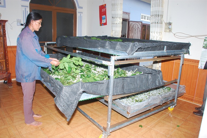 Kĩ thuật nuôi tằm hai giai đoạn mang lại hiệu quả cao