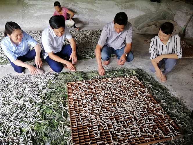 Nuôi tằm tiến tới làm giàu