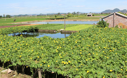 Mô hình vườn ao chuồng ruộng (VACR)