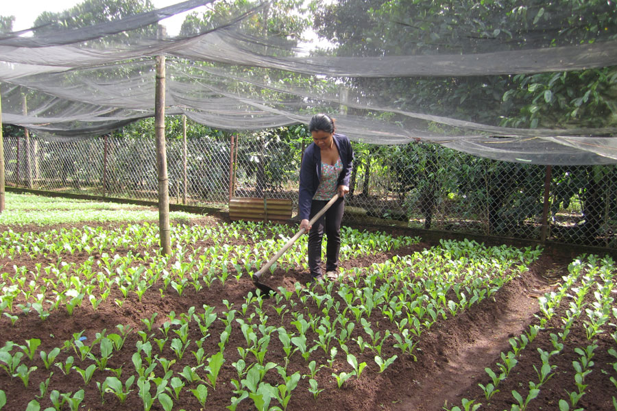 Mô hình vườn ao chuồng