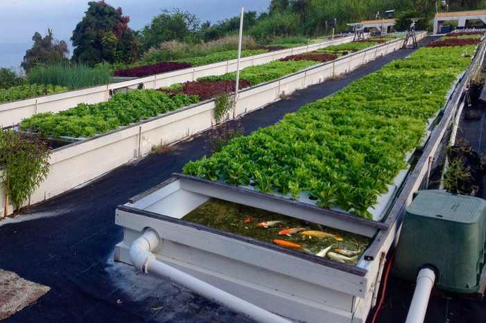 Trồng rau thủy canh kết hợp nuôi cá