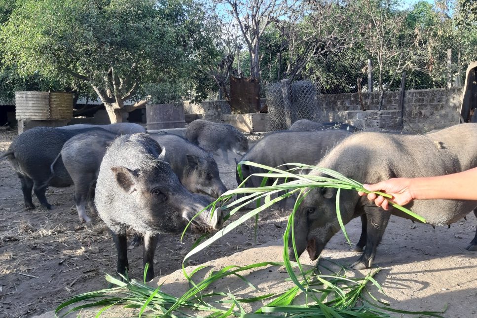 Nuôi heo rừng đúng kỹ thuật - niềm vui thành công của bà con nông dân