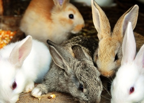 Nuôi thỏ lời không sợ lỗ mà còn lời 12 triệu đồng mỗi tháng