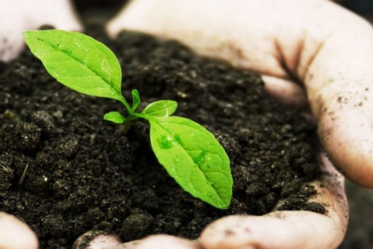 Phân trùn quế bón cho cây