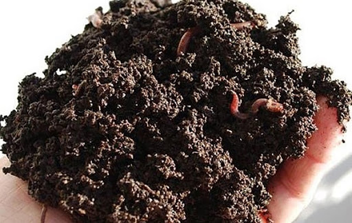 Phân trùn quế giúp cây hấp thụ tốt