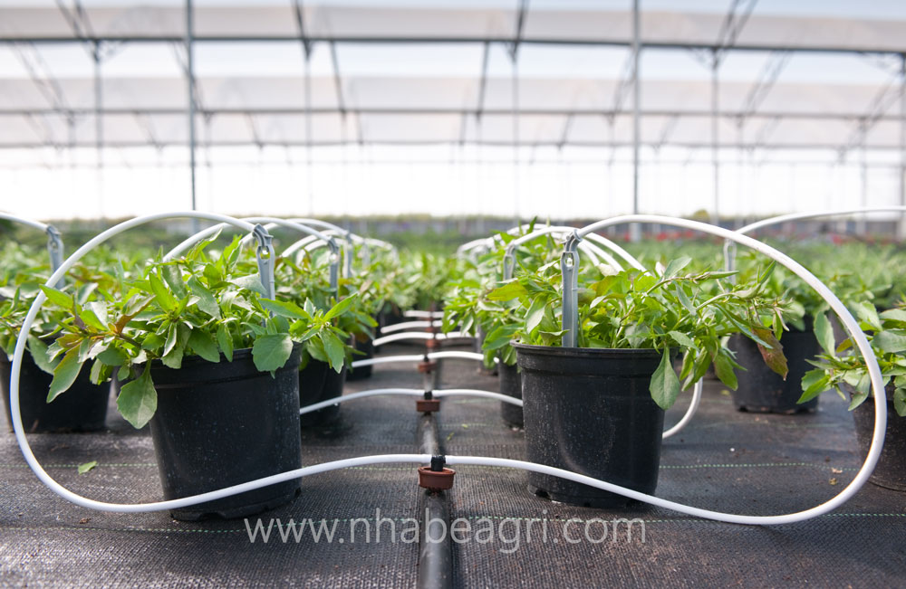 7 phương pháp tưới nhà kính hiệu quả