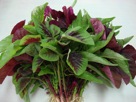 Rau dền thường được ăn vào mùa hè