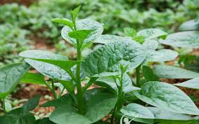 Rau mồng tơi bổ dưỡng thích hợp trồng mùa hè