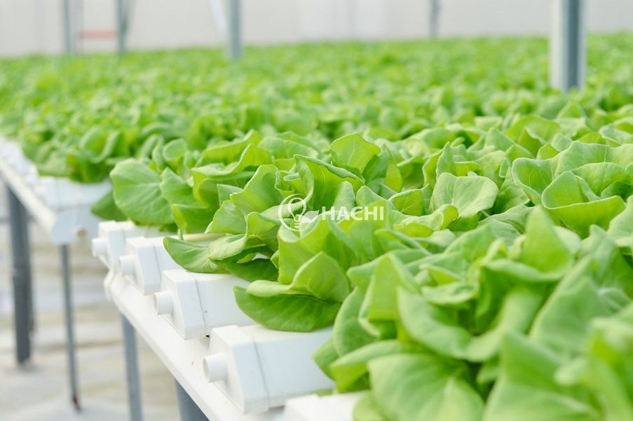 Vườn rau thủy canh