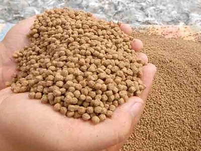 Thức ăn cho tôm chuẩn có hạt màu vàng